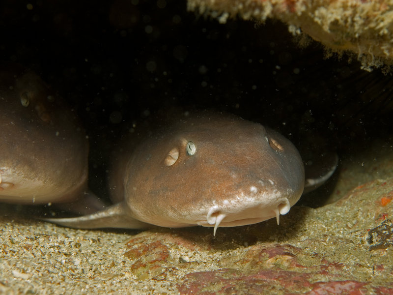 Bamboo Shark